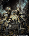 Ephebopus murinius skeleton tarantula 