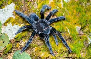 Selenocosmia javanensis- Female- Java Fury Tarantula
