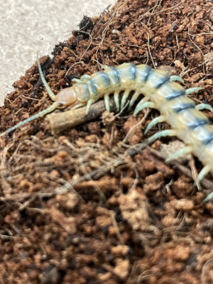 Scolopendra aztecorum- Southern Ghost Centipede