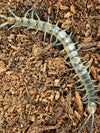 Scolopendra  polymorpha- Desert Tiger Centipede