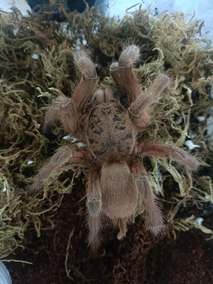 Chilobrachys sp orange- Unsexed- Orange Earth Tiger Tarantula