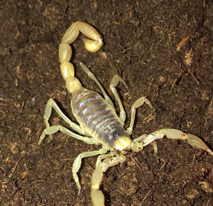 desert hairy scorpion
