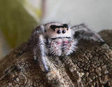 Phiddipus regius regal jumping spider