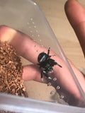 Phiddipus Regius- Regal Jumping Spider Female-captive bred juveniles