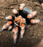 brachypelma boehmei mexican fire leg