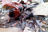 Tlitocatl Khalenbergi- Veracruz Red Rump Tarantula- unsexed- Pure bloodlines