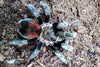 Tlitocatl Khalenbergi- Veracruz Red Rump Tarantula- unsexed- Pure bloodlines