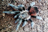 Tlitocatl Khalenbergi- Veracruz Red Rump Tarantula- unsexed- Pure bloodlines