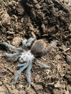 Aphonopelma hentzi - unsexed - Texas Brown Tarantula