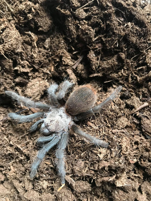 Aphonopelma hentzi - unsexed - Texas Brown Tarantula