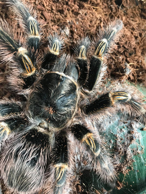 GRAMMOSTOLA PULCHRIPES CHACO GOLDEN KNEE