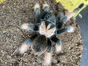 Brachypelma Emilia-Mexican Red Legged Tarantula-Female- Pure bloodline