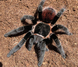 Tlitocatlt vagans- Female- Pure bloodlines- Campache Mx