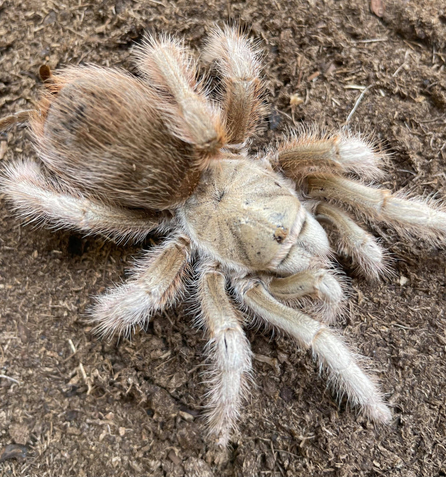 Aphonopelma sp. White - Female- Pure Bloodlines