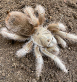 Aphonopelma sp. White - Female- Pure Bloodlines