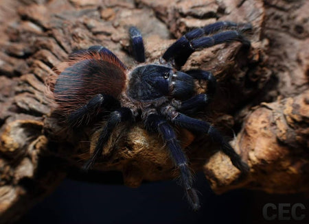 Micro Tarantulas Buy New World Tarantulas at Micro Wilderness | Micro Wilderness