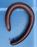 Sonoran Giant Chocolate Desert Millipede- Orthoporus ornatus