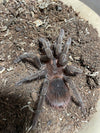 Pamphobeteus sp. "Santo Domingo Goliath"- Male
