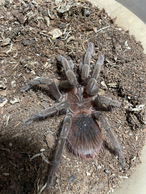 Pamphobeteus sp. "Santo Domingo Goliath"- Male