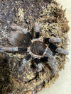 Sericopelma Boquette- Female