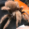 Aphonopelma eutylenum - Unsexed - California Ebony Tarantula