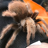 Aphonopelma eutylenum - Unsexed - California Ebony Tarantula