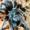 Aphonopelma eutylenum - Unsexed - California Ebony Tarantula Fresh Molt