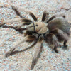 Aphonopelma iodius - female- Desert Tarantula (Nevada)