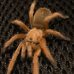 Aphonopelma moderatum - Suspect Female (80% Likely) - Rio Grande Gold Tarantula
