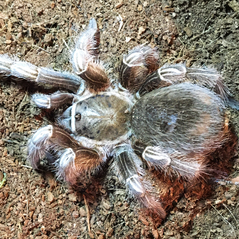 Aphonopelma seemani - Female - Costa Rican Zebra Tarantula