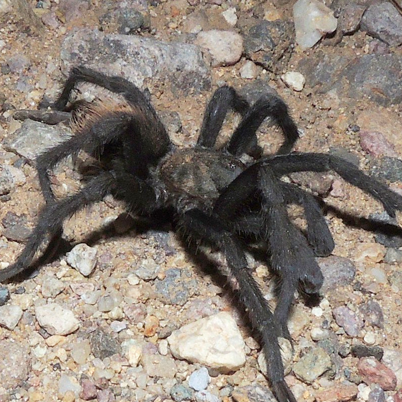 Aphonopelma vorhiesi (Madrean Red Rump Tarantula) - Male- Friday the 13th Tarantula
