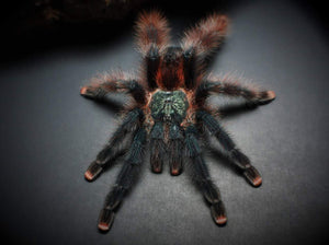 Avicularia avicularia - Unsexed - Pink Toe Tarantula