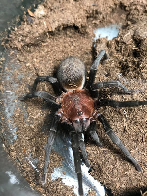 Bumba horrida (ex: cabocla) - female- Brazilian Redhead