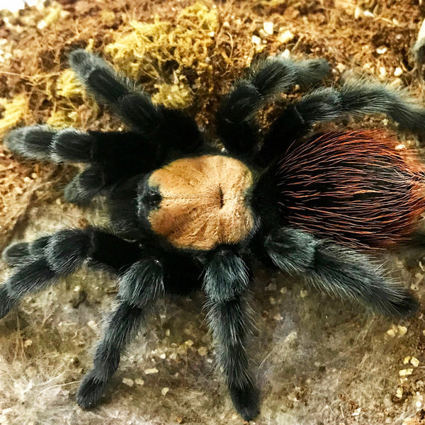 Brachypelma albiceps - Female - Mexican Golden Red Rump Tarantula ...