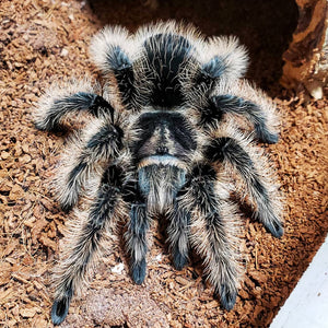 nicaraguan curly hair tarantula