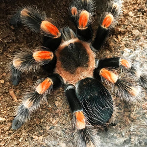 Brachypelma hamorii - Female - Mexican Redknee Tarantula