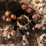 Brachypelma Smithi ex annitha mexican giant red knee