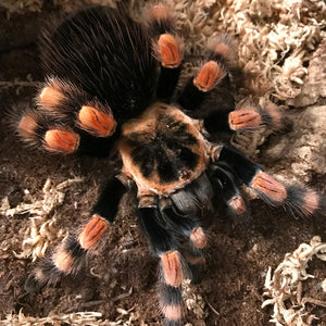 Brachypelma Smithi ex annitha mexican giant red knee