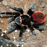 mexican red rump tarantula