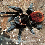 Tliltocatl vagans - Male - Mexican Red Rump Tarantula