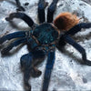 Chromatopelma cyaneopubescens - Female - Green Bottle Blue Tarantula