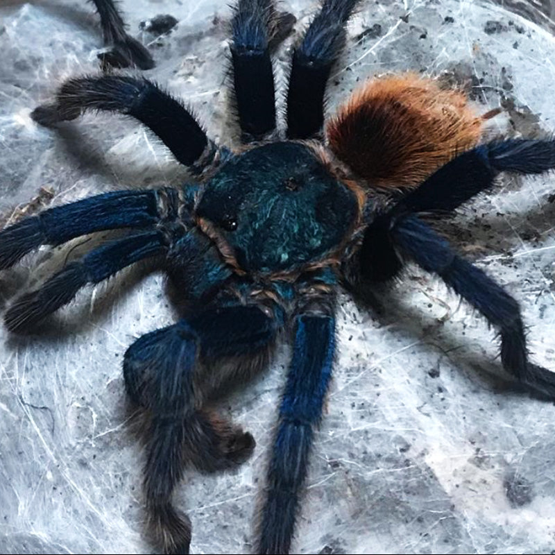 Chromatopelma cyaneopubescens - Female - Green Bottle Blue Tarantula ...