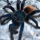 Chromatopelma cyaneopubescens - Female - Green Bottle Blue Tarantula