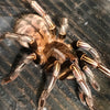 Cyriopagopus albostriatus - Thai Tiger Zebra Leg Tarantula - Unsexed