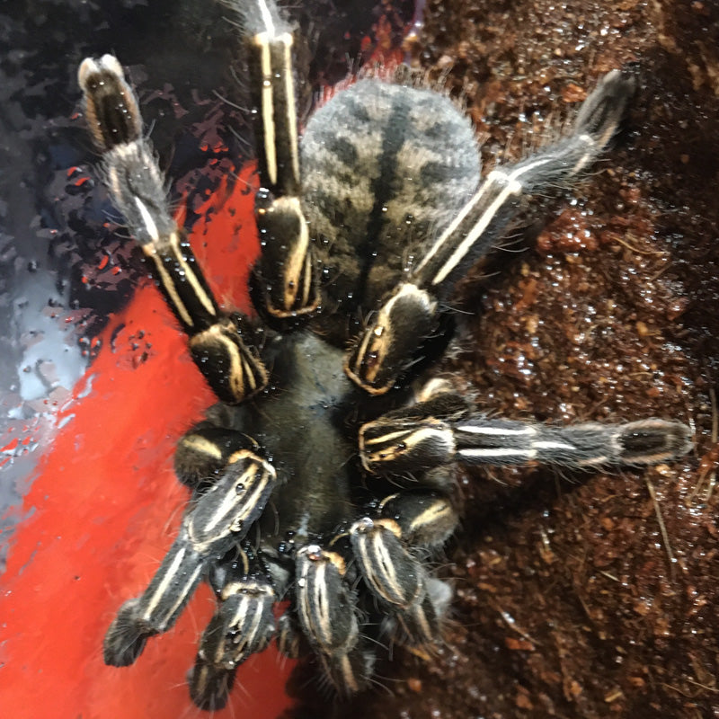 Cyriopagopus albostriatus Thai Tiger Zebra Leg Tarantula Unsexed