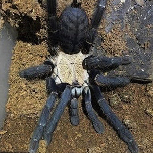 Cyriopagopus hati hati - Unsexed - Purple Earth Tiger Tarantula