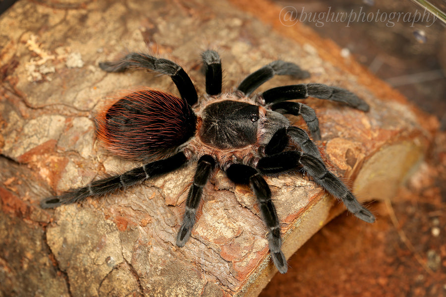 Tliltocatl vagans - Male - Mexican Red Rump Tarantula