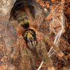 Neoholothele incei - unsexed - Trinidad Olive