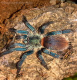 Brazilian Blue Dwarf Beauty (Dolichothele diamantinensis) Unsexed