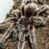 Grammostola porteri - Female - Chilean Common Rose Hair Tarantula